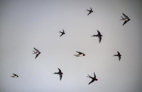 Swallows Cottage - Foto 38