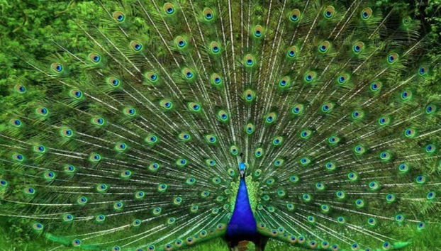 Visite du parc national