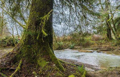 Rainforest Tiny Home Rustic - Foto 36