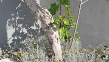 villa flores - Foto 2, Garden, Garden view