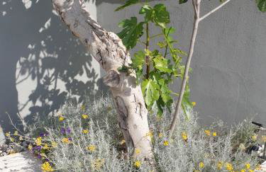 villa flores - Foto 2