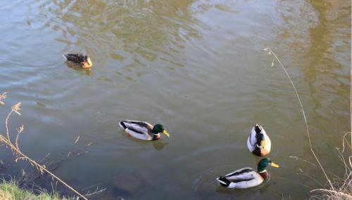 Ferienwohnung Am Wehr - Foto 5