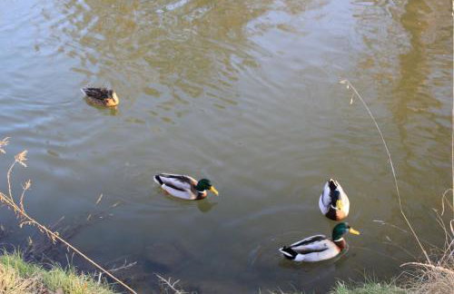 Ferienwohnung Am Wehr - Photo 5