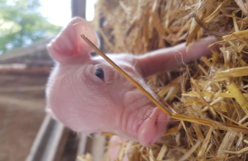 Hof Brockmann - Ferienhaus Spieker - Foto 14