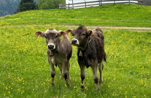 Landhaus Brigitte - Photo 52