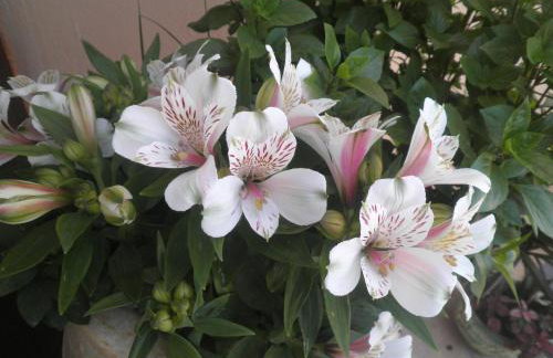 Haridimos Apartments - Foto 14