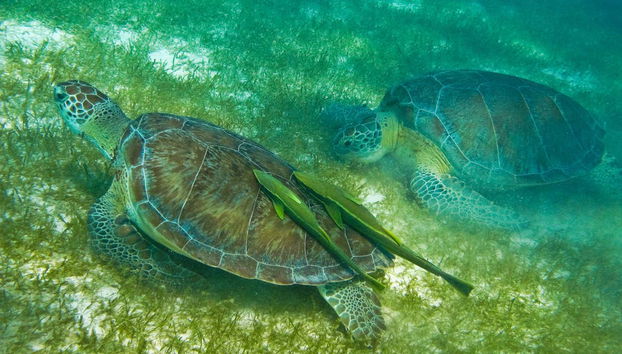 Sea Turtle Snorkeling Experience - Foto 2
