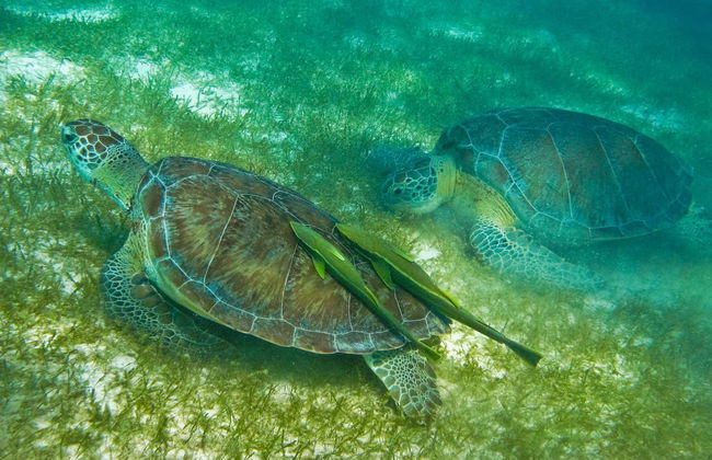 Sea Turtle Snorkeling Experience - Foto 2