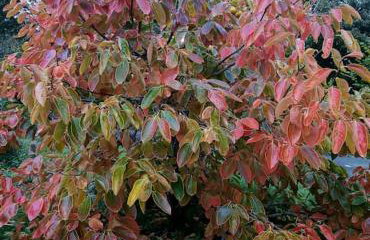 La maison bleue, entre terre et mer - Foto 6