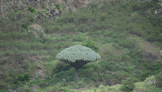 Contemplando la vegetación de Pinhao