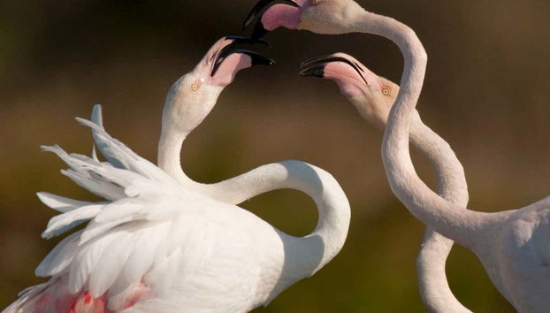 Flamingos in the Sado estuary