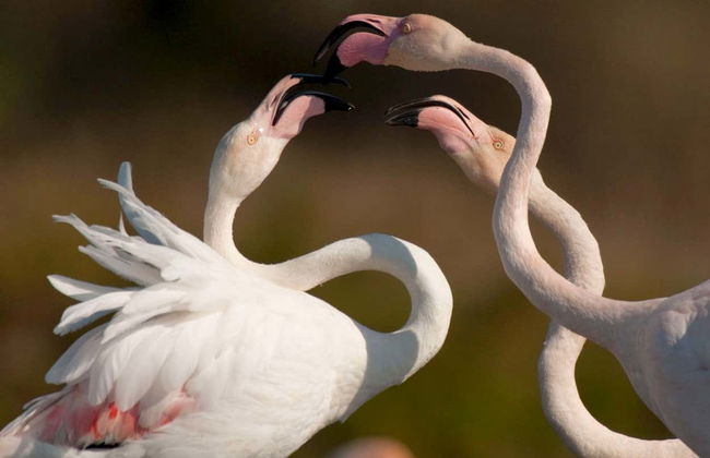 Avistamento de aves no Estuário do Sado - Foto 2