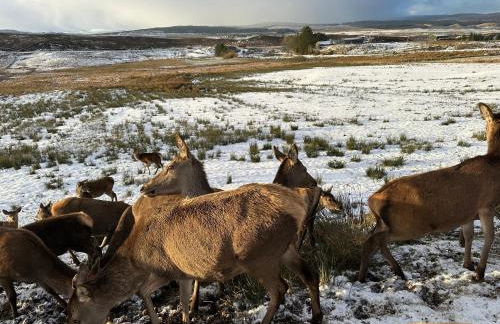 Antlers Rest - Foto 25