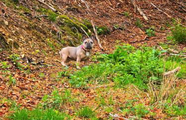 Ferienwohnungen Dorfliebe Dörnberg - Foto 45