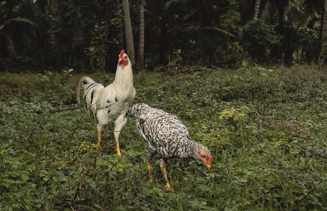 Umarimba Beach Lodge - Foto 24