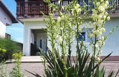 Apartman Lena - Foto 34