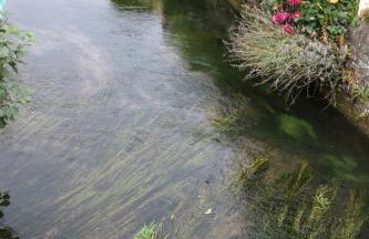 Gîte de l'église à Saint Saëns - Foto 15