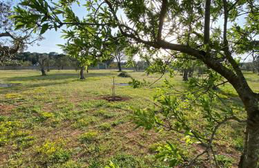 Uliveto Sant' Isidoro - Foto 48