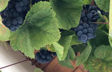 Ferienwohnung Design & Natur - Foto 28