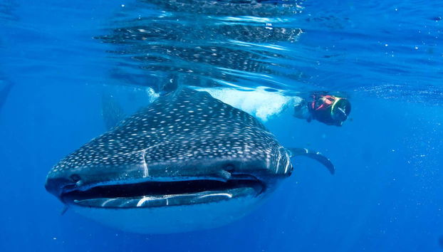 Nado con tiburones ballena - Foto 4