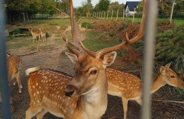 Domki Na Wiosce - Foto 70