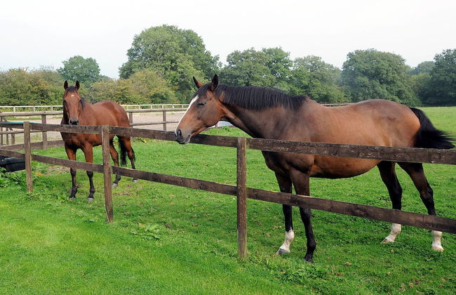 Little Rushbrook Cottages - Foto 21
