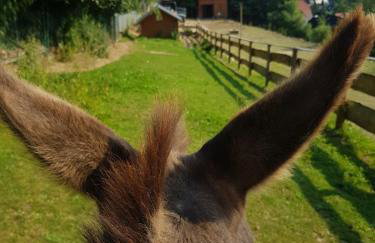 Alpakowy raj - Foto 52