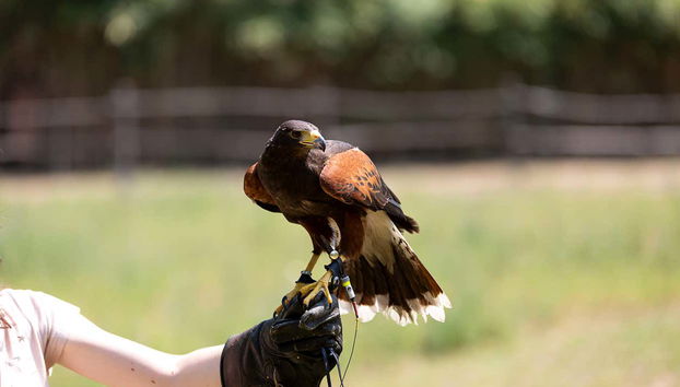 The art of falconry