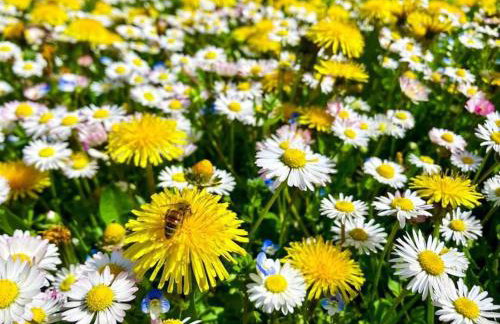 Elegante 1 Br, Bellavista in Valsugana, Trentino - Foto 36