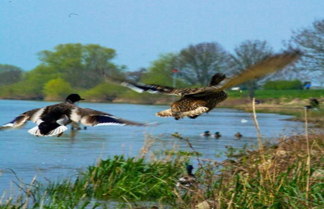 Semi-detached Villa With Dishwasher, in De Maasduinen Area - Photo 32