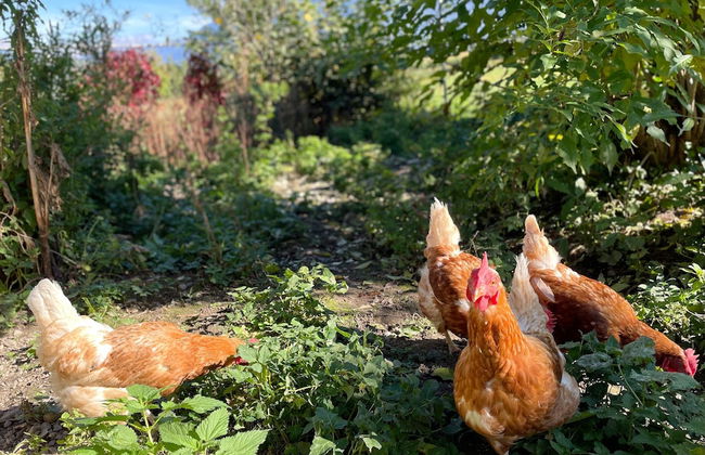 Residence Garni Untermoahof - Foto 13