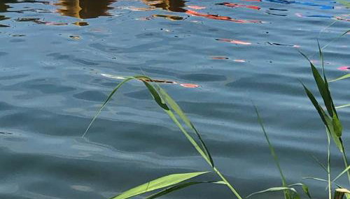 Leśna 6 - House with a garden - Foto 4