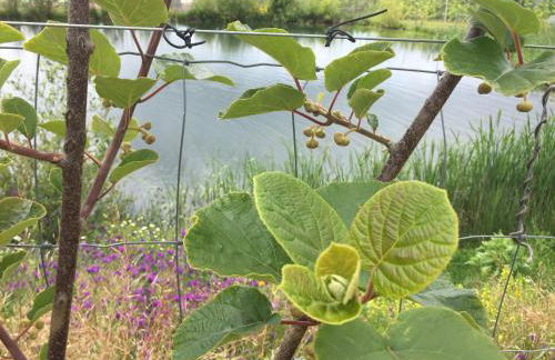 Quinta BEMBOA Turismo Espaço Rural - Foto 63