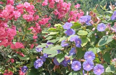 Alexandra Spingou Apartments - Foto 62