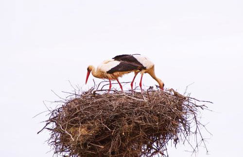 Casas de Campo do Castro da Cola - Foto 77