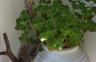 Villa Pefka - Foto 19