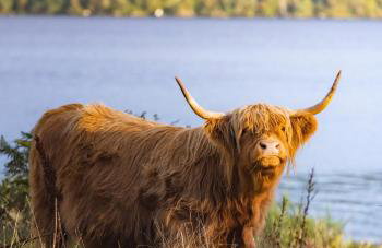 Loch Ness Cottage - Foto 30