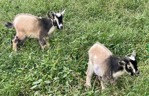Blue Ridge Cottage Modern Solace in the Mountains - Foto 31