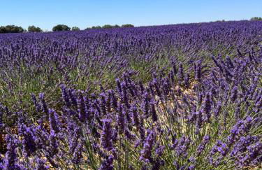 Casa del Espliego - Foto 40