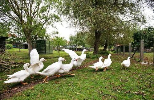 Ferienhaus Sonnenhof - Photo 23