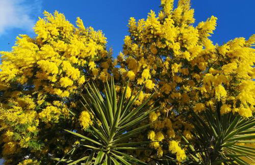 Apartments with parking space Rukavac, Vis - 8897 - Foto 9