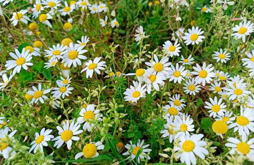 Refúgio de Alburitel - Foto 49