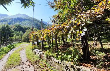 Il Vigneto - Foto 22