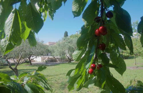 Sous le figuier - Foto 27