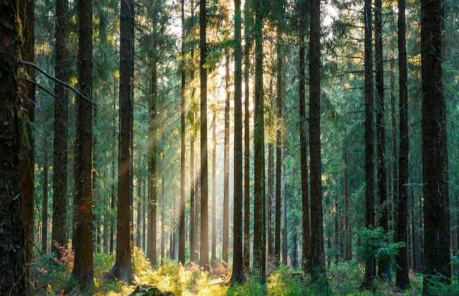 Ferienwohnung im Malerischen Kniebis - Foto 36