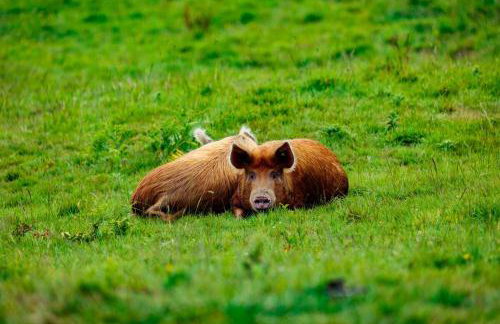 Luxury 4 Bed Farmhouse on Rewilding Estate - Foto 39