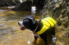 Sítio com piscina natural Cachoeiras de Macacu - Foto 8