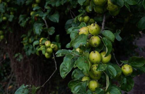 Beautiful farmhouse near Abergavenny - Sleeps 6-26 - Foto 28