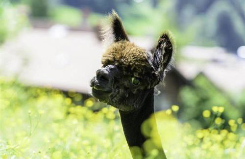 Alpakahof Wechs - Foto 38