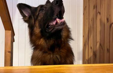 Szumiąca Sosna - Jacuzzi, Ognisko, Sauna, BBQ - Foto 22